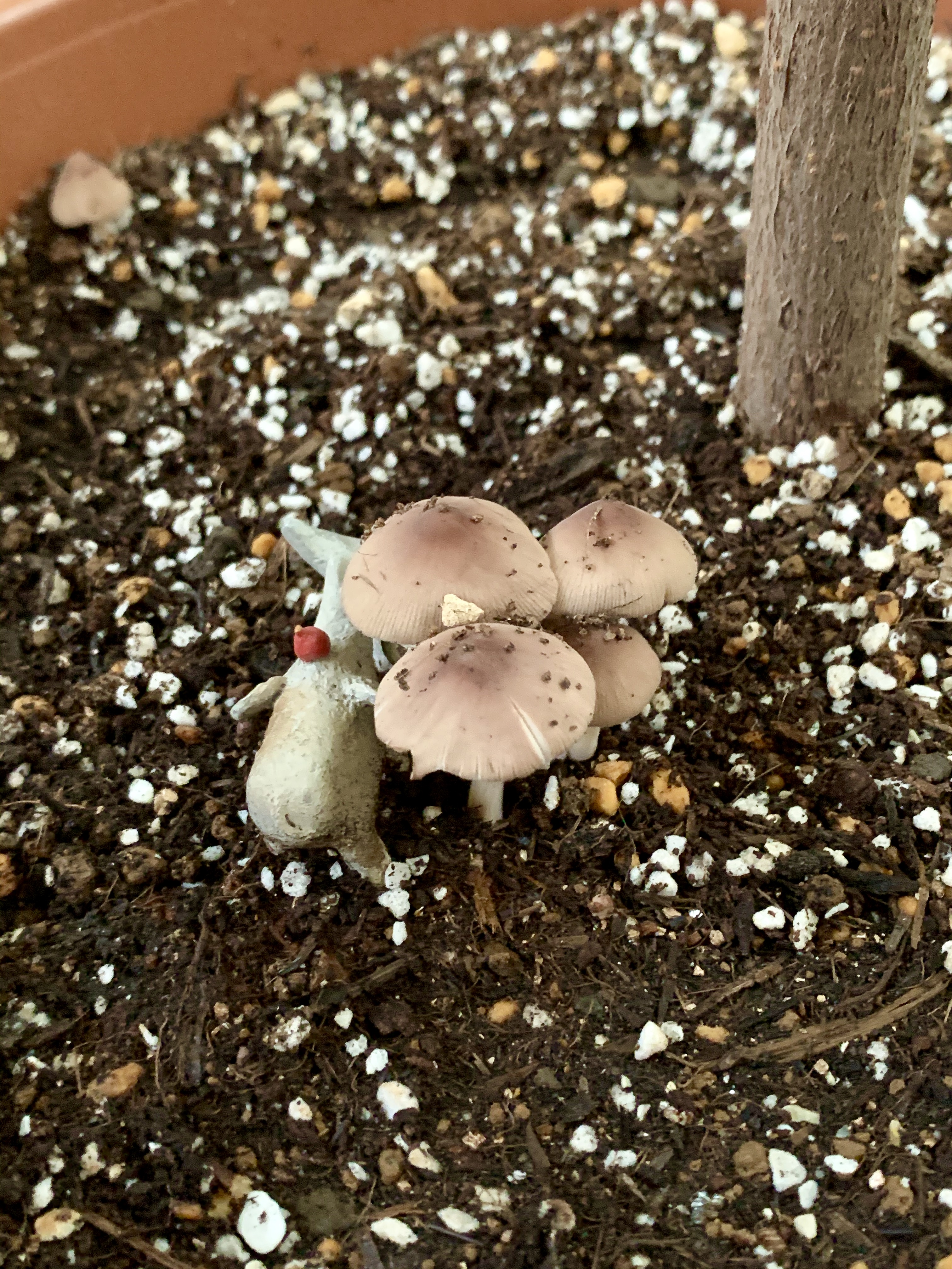 キノコ狩り？