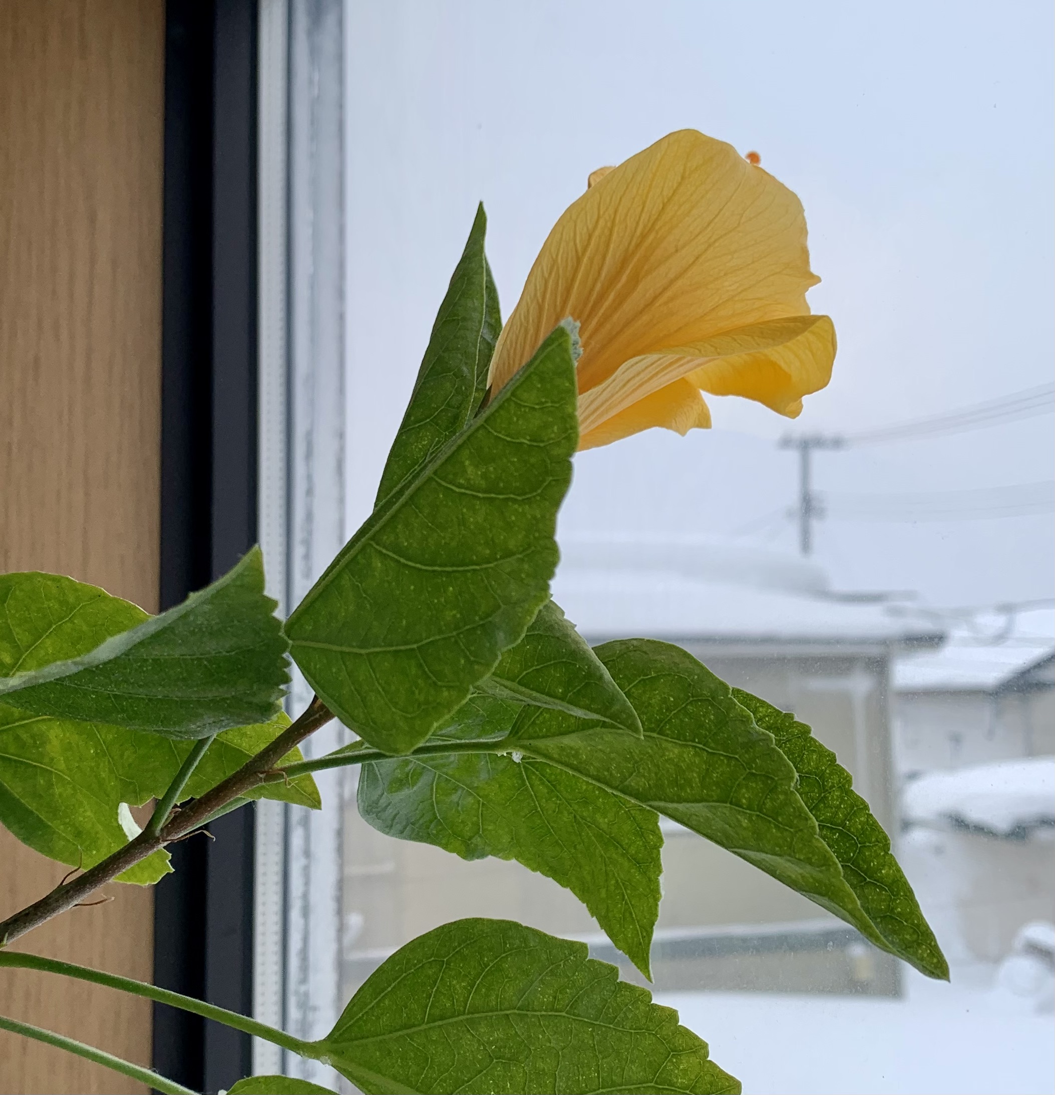 我が家のお天気レーダー（？）