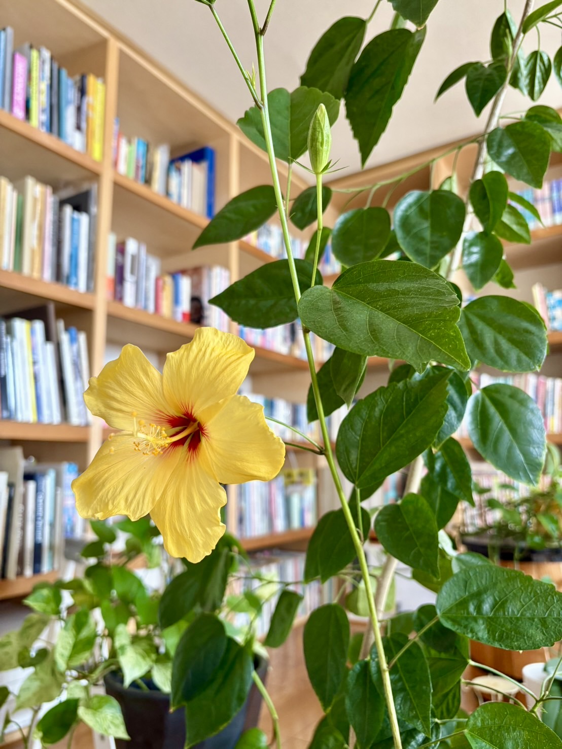 久しぶりにハイビスカスの話題